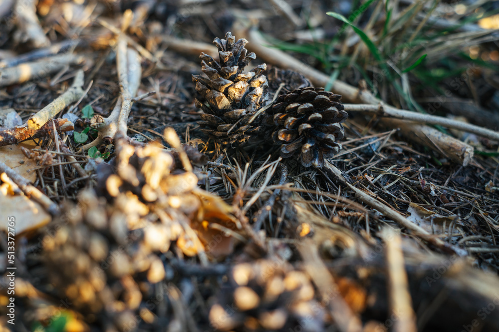 Close up of small pinecones on the soil of a a forest Close up of small pinecones on the soil of a a forest