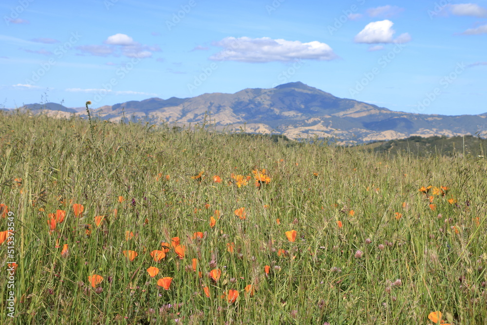 Poppy blooms in the hills near Mt Diablo, California