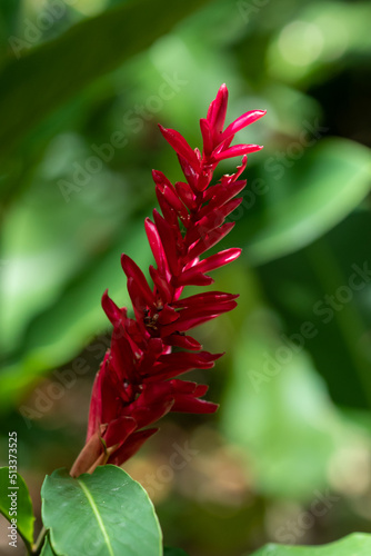 red flower of a Heliconia