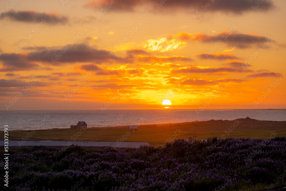 reykjanesbaer area lupin ocean panorama in sunset near keflavik in Iceland reykjanesbaer area lupin ocean panorama in sunset near keflavik in Iceland