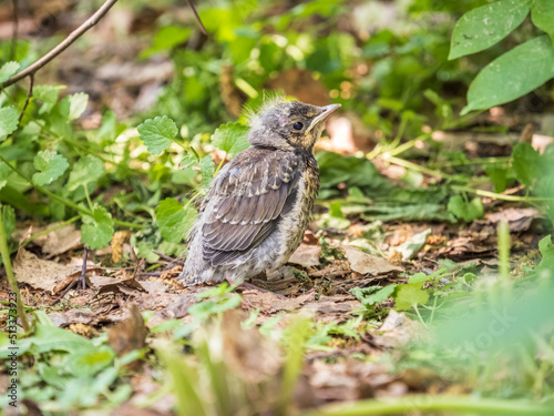 A fieldfare chick, Turdus pilaris, has left the nest and sitting on the spring lawn. A fieldfare chick sits on the ground and waits for food from its parents.