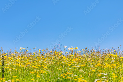 A field with small yellow flowers against a bright blue sky on a sunny day. Peace and freedom. Space for text.