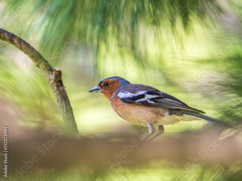Common chaffinch, Fringilla coelebs, sits on a branch in spring on green background. Common chaffinch in wildlife.