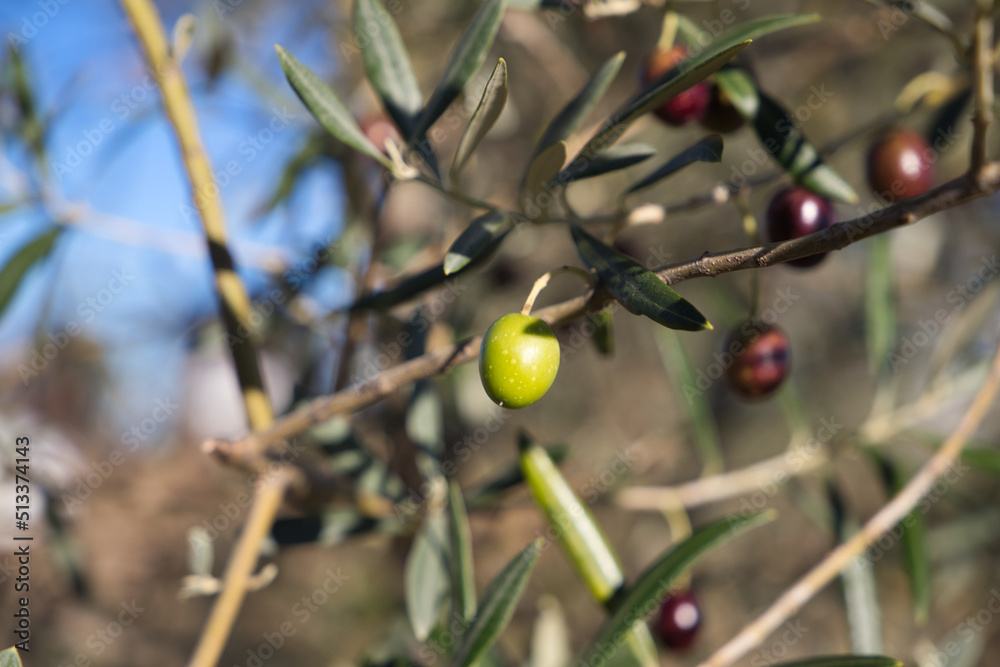 olive branch with ripe olives on the tree. Olive oil olive branch with ripe olives on the tree. Olive oil