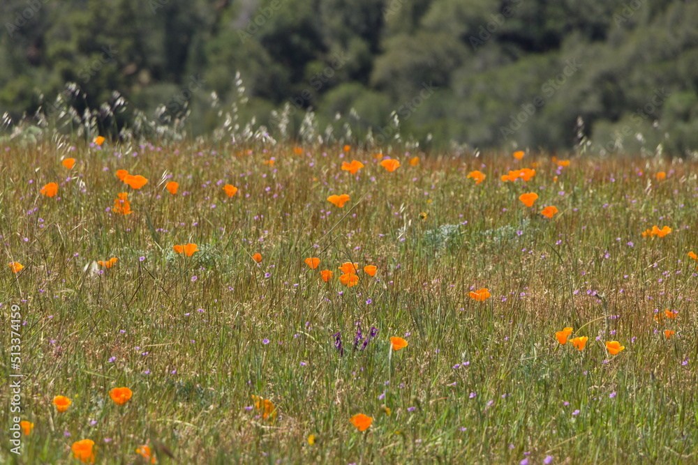 California Poppies blooming at Las Trampas Regional Wilderness