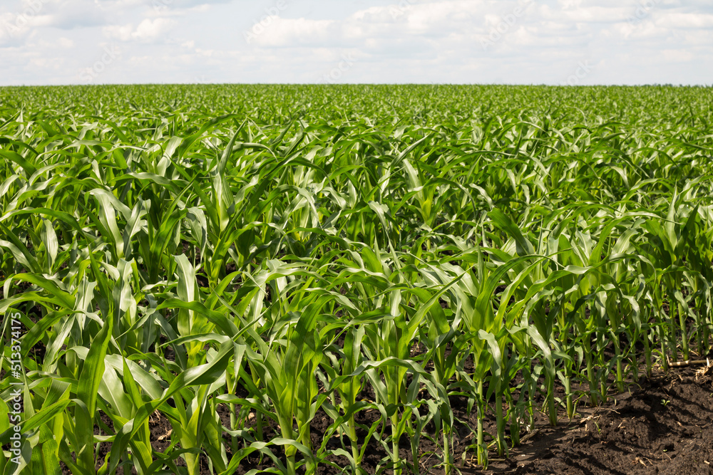 corn field in the morning corn field in the morning