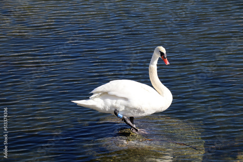 White swan in the lake stands on one leg