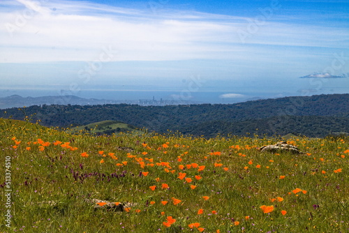 Poppy meadow overlooking downtown Oakland near San Francisco, California