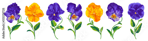 Set of vector realistic flowers Pansies, Viola. Yellow, Purple, Blue with yellow, two-color plants with bright lettuce leaves isolated on white background clip art. Readymade elements for your design.