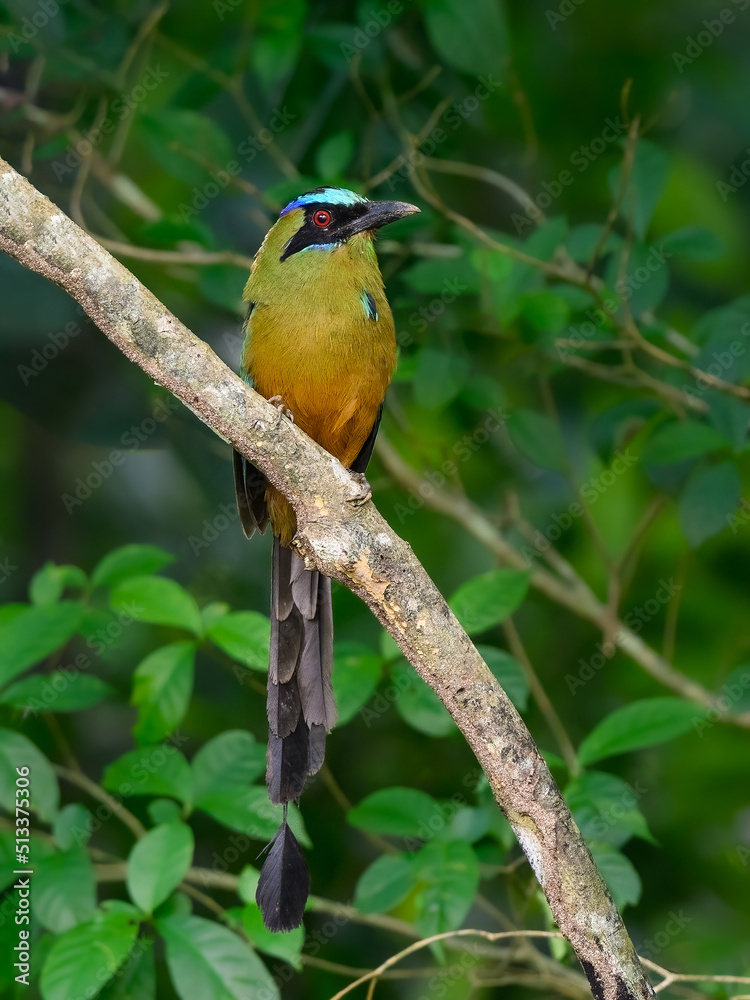 Whooping Motmot perched on tree branch Whooping Motmot perched on tree branch