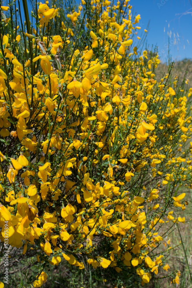 Obraz premium Close up of broom in bloom. Sunny day