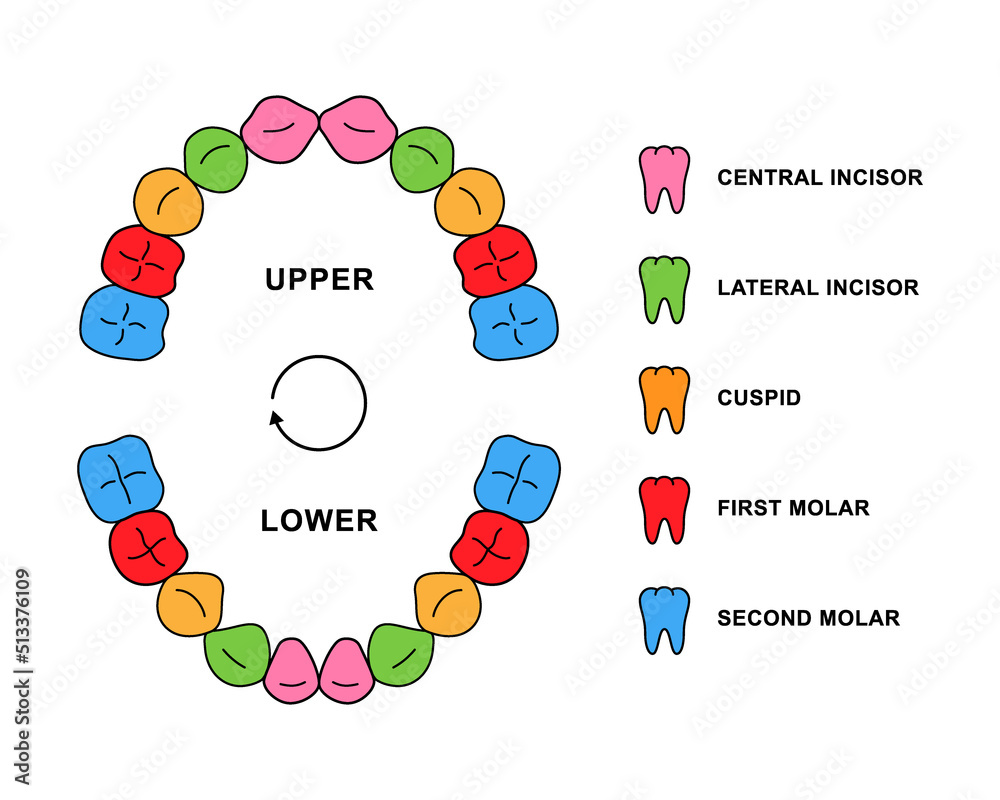 Stockvector Primary teeth dentition anatomy with descriptions. Child jaw parts central incisor