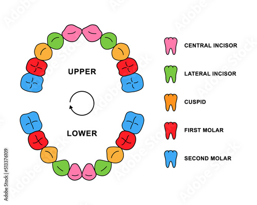 Primary teeth dentition anatomy with descriptions. Child jaw parts - central incisor, lateral incisor, cuspid, first molar, second molar teeth.