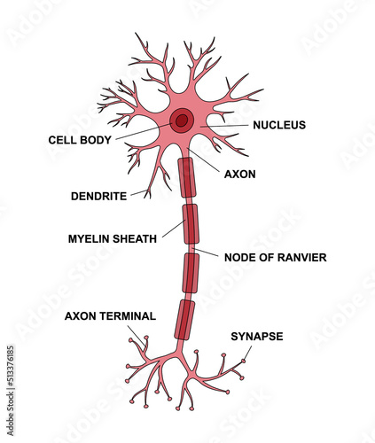 Neuron anatomy with description main parts. Structure of a neuron cell illustration. Synapses, myelin sheat, cell, nucleus, axon and dendrites scheme. photo