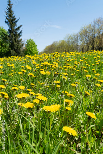 field of dandelions