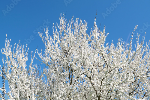 Blooming tree