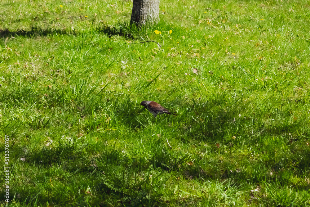 Obraz premium thrush fieldfare in the grass
