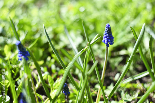 blue field flower on a background of green grass, summer day