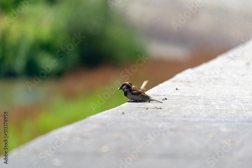 Sparrow. Ave. Brown colored sparrows flying over the Manzanares River in Madrid Río, a park in the city of Madrid, in Spain. Europe. Horizontal photography. © Fernando Astasio