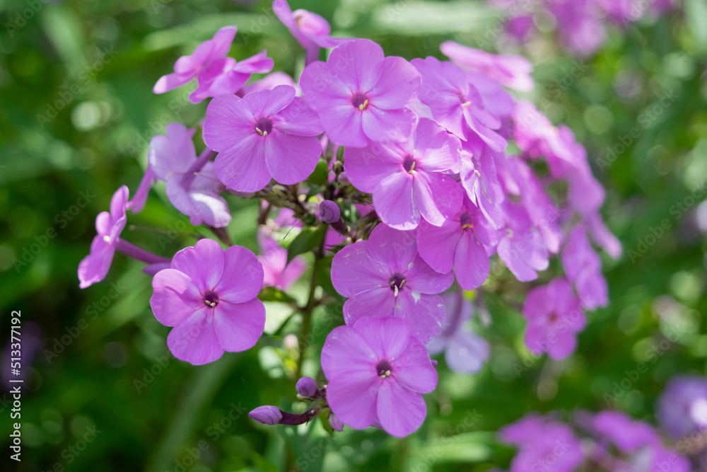 flowers in the garden flowers in the garden