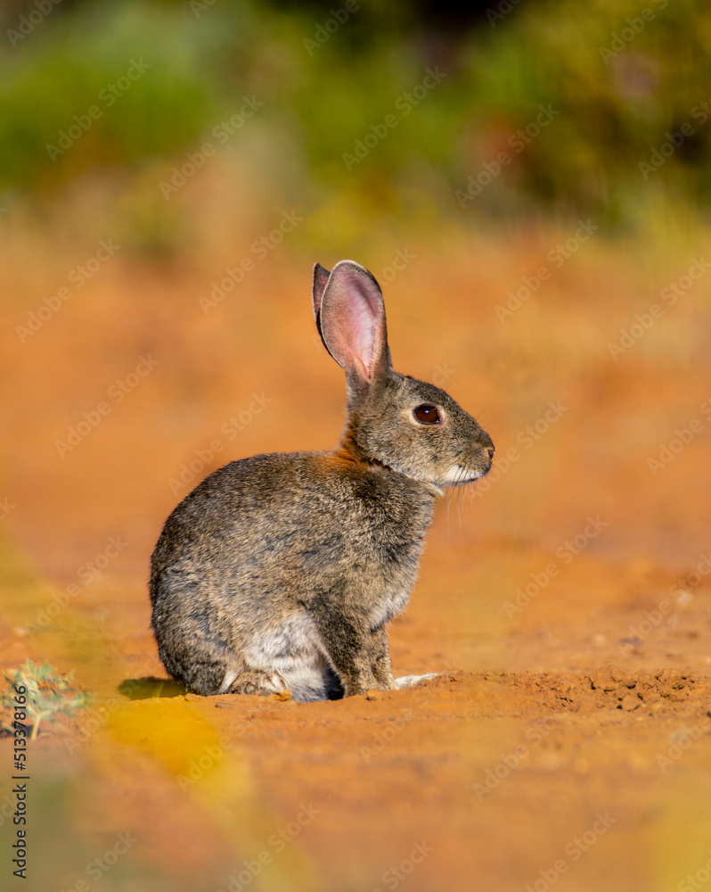 Fototapeta premium Iberian hare in Castilla La Mancha, Spain.