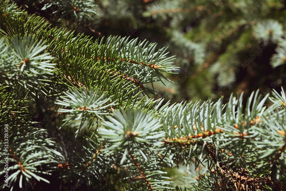 close up of pine needles