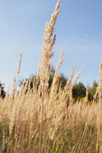 dried flower