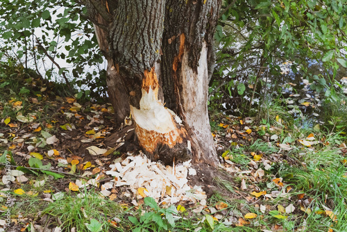 beaver loaded tree