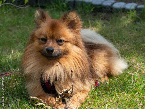 Red Spitz on the lawn. © Jakob