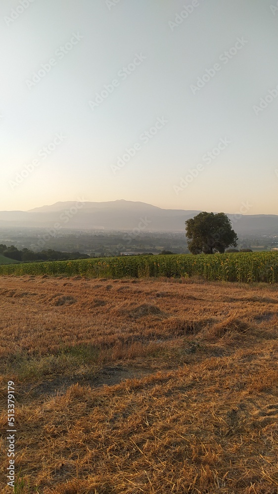 Obraz premium misty morning in the field