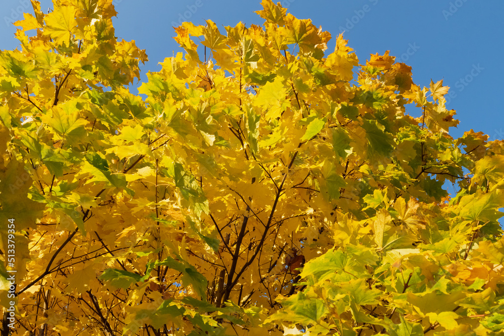 autumn leaves autumn leaves