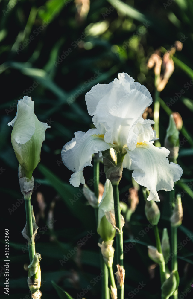 Delicate white iris flower.