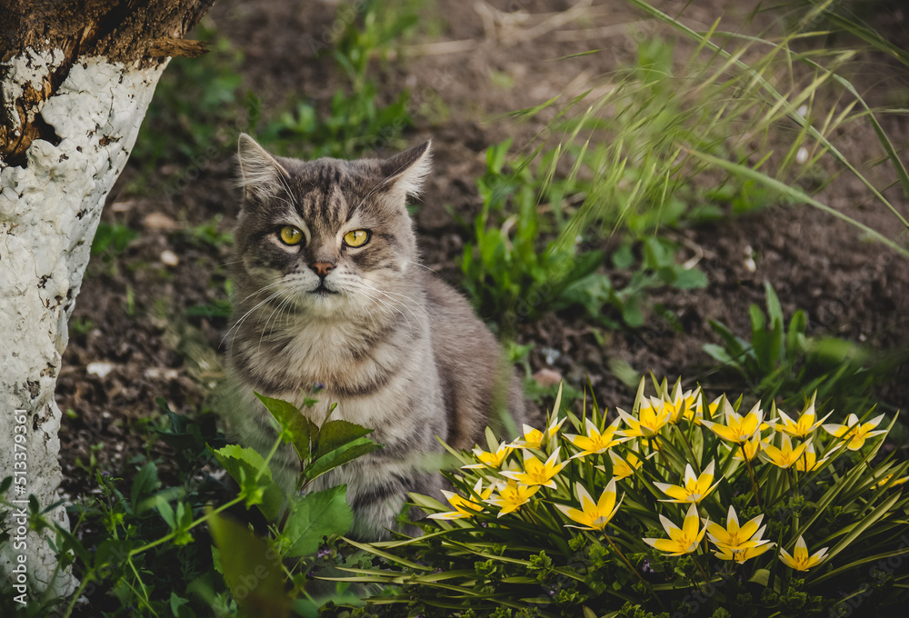Portrait of a cute cat with tulips in the garden
