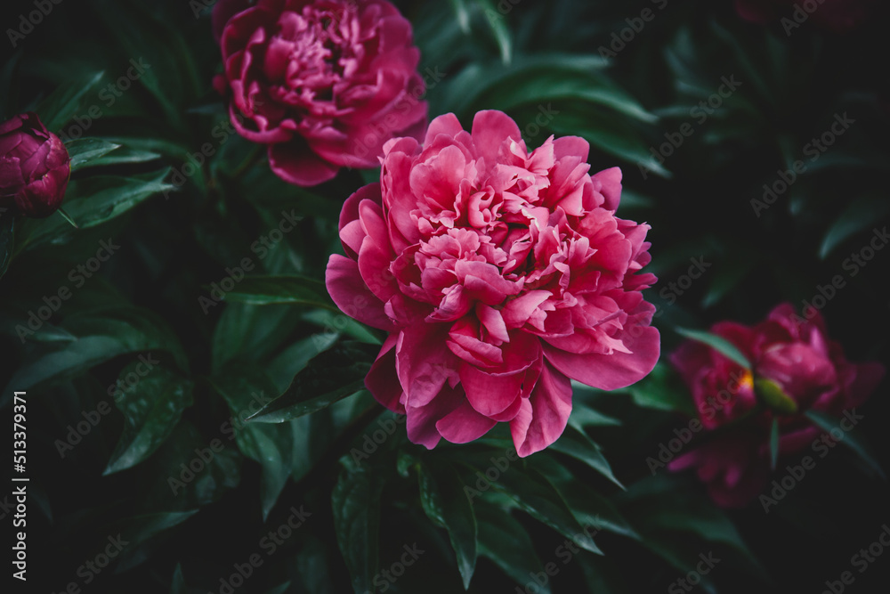 Beautiful peony in the summer garden.