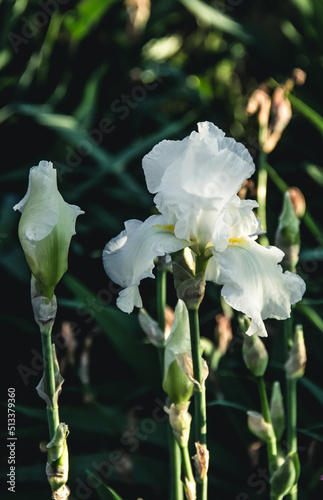 Obraz na płótnie Delicate white iris flower. w salonie