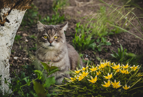 Portrait of a cute cat with tulips in the garden