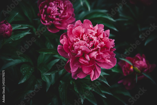 Obraz na płótnie Beautiful peony in the summer garden. w salonie