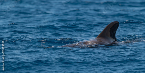 pour photographier les baleines pilotes il est préférable de le faire en zodiaque  photo
