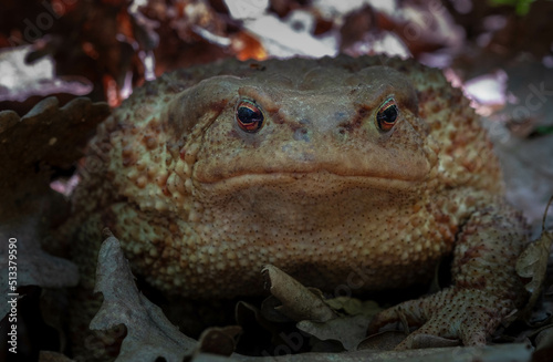 Forest Pindos mountain Greece. Common toad, European toad, Bufo bufo.