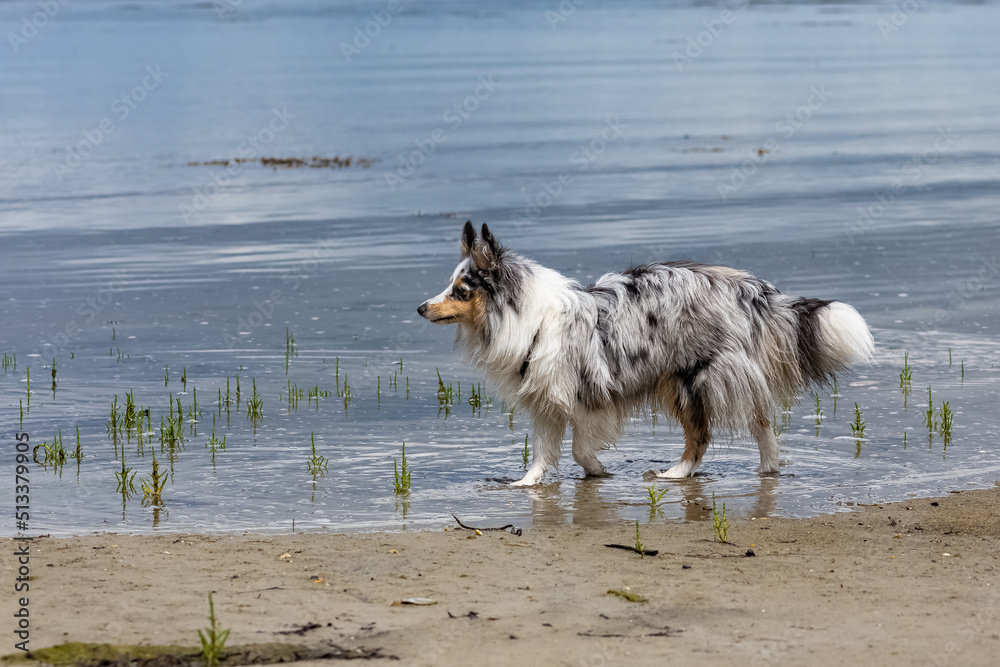 A puppy shetland sheepdog on the beach, portrait
A puppy shetland sheepdog on the beach, portrait