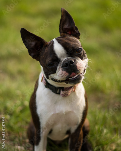Smiling Boston Terrier puppy