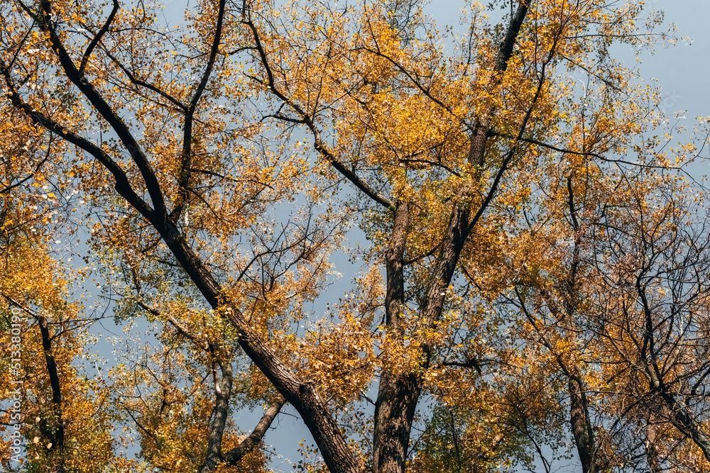 autumn in the park