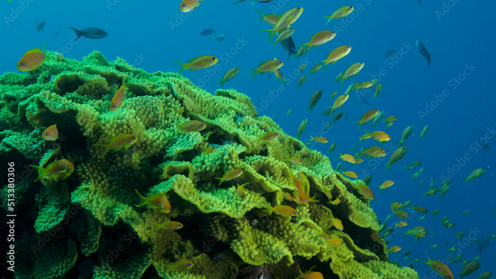Fototapeta premium School of Lyretail Anthias&nbsp;or Sea Goldie (Pseudanthias squamipinnis) swims near Lettuce coral or Yellow Scroll Coral (Turbinaria reniformis). Red sea, Egypt