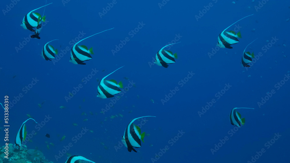 Obraz premium School of Bannerfish slowly swims above sandy bottom covered with green seagrass. Shoal of Schooling bannerfish (Heniochus diphreutes). Red sea, Egypt