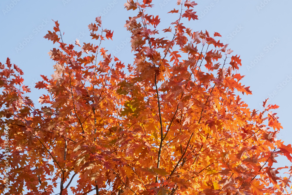 autumn leaves against blue sky autumn leaves against blue sky