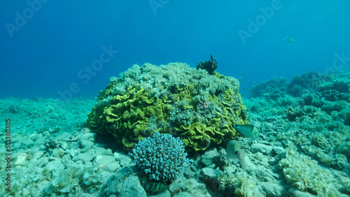 Once beautiful coral reef is overgrown with algae as a result of eutrophication (increase organic matter in the sea water) Brown alga Peacock's Tail (Padina pavonica) covered bottom and corals. 