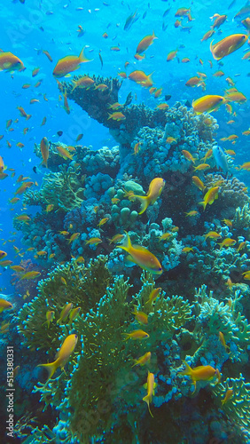 Colorful tropical fish swims on coral reef on blue water background. Underwater life in the ocean. Arabian Chromis (Chromis flavaxilla) and Lyretail Anthias (Pseudanthias squamipinnis). Red sea, Egypt