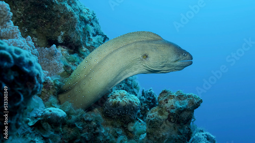 Close-up portrait of Moray peeks out of its hiding place. Yellow-mouthed Moray Eel (Gymnothorax nudivomer) Red Sea, Egypt photo