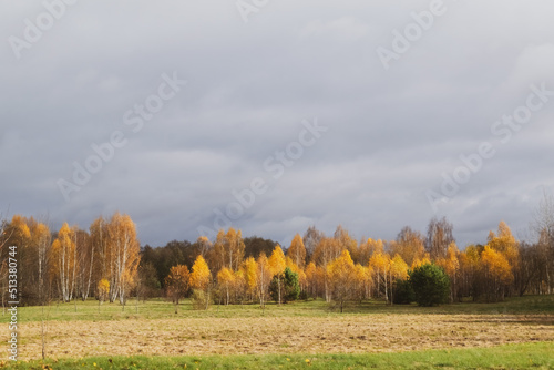 autumn landscape with trees and sky