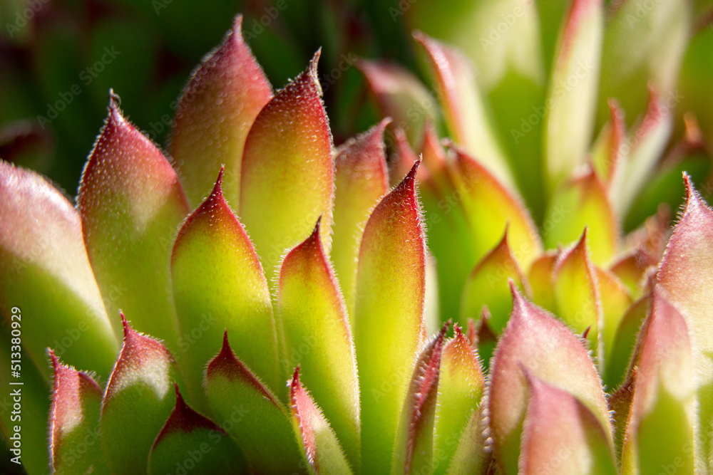 Succulent plant close up in garden. Succulent background Succulent plant close up in garden. Succulent background